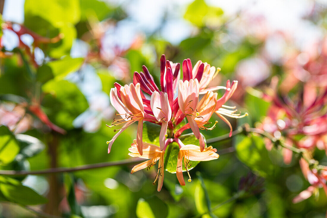 Lonicera heckrottii 'Goldflame'