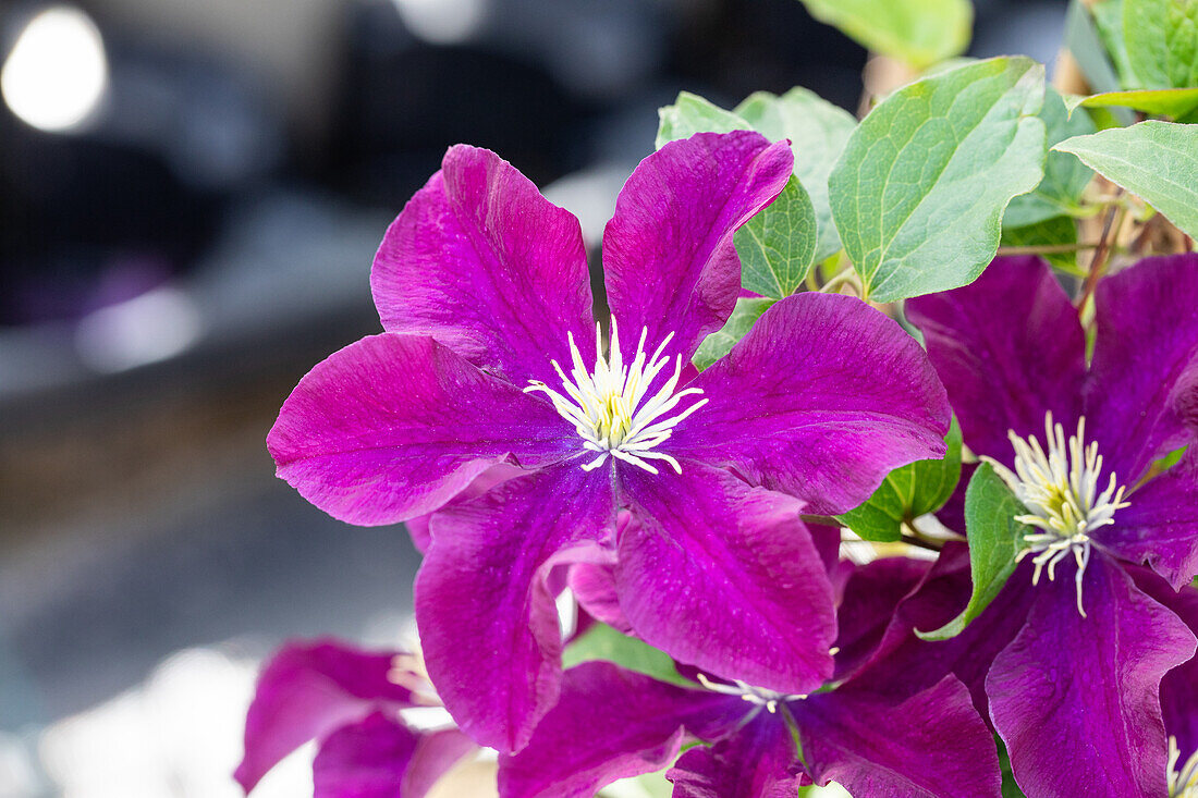 Clematis 'Warszawska Nike'