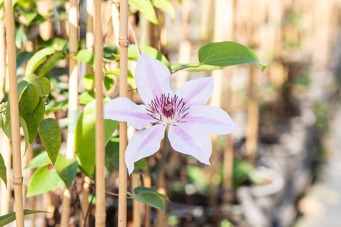 Clematis 'Nelly Moser'