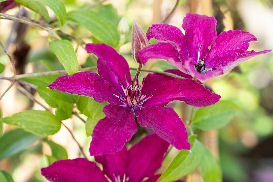 Clematis 'Knight'