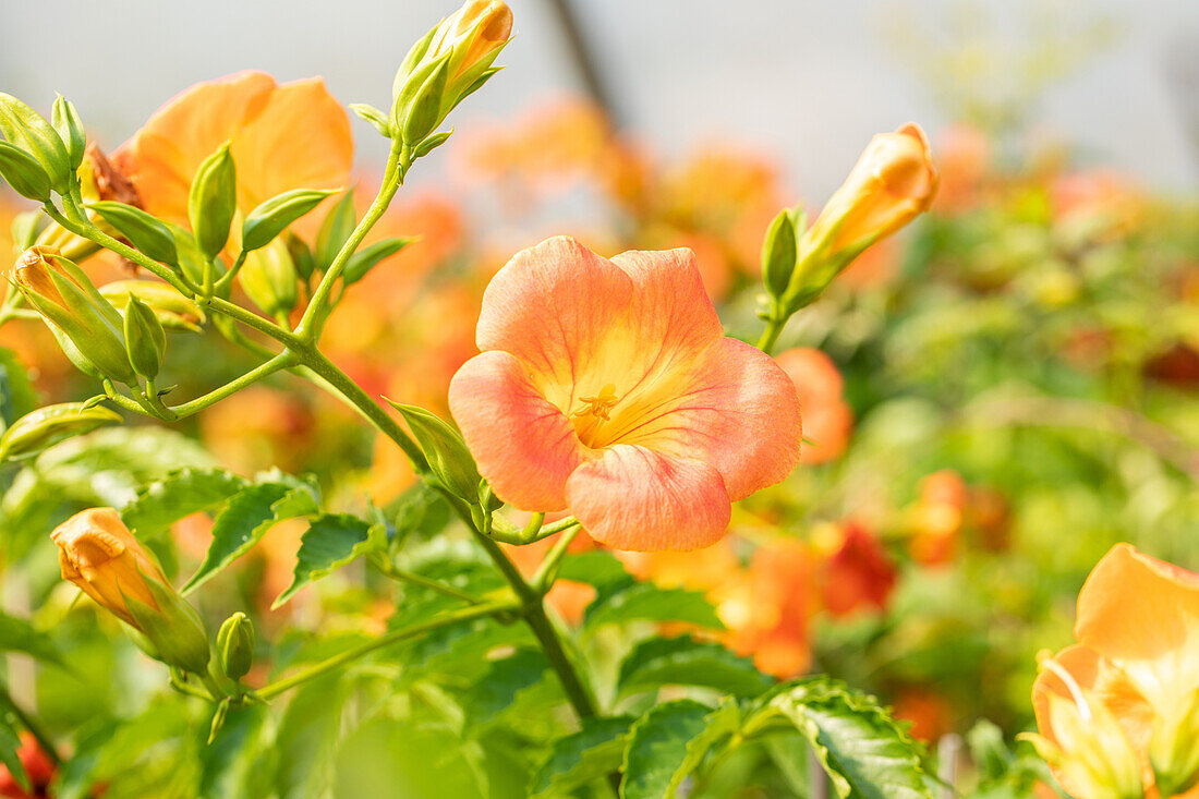 Campsis grandiflora