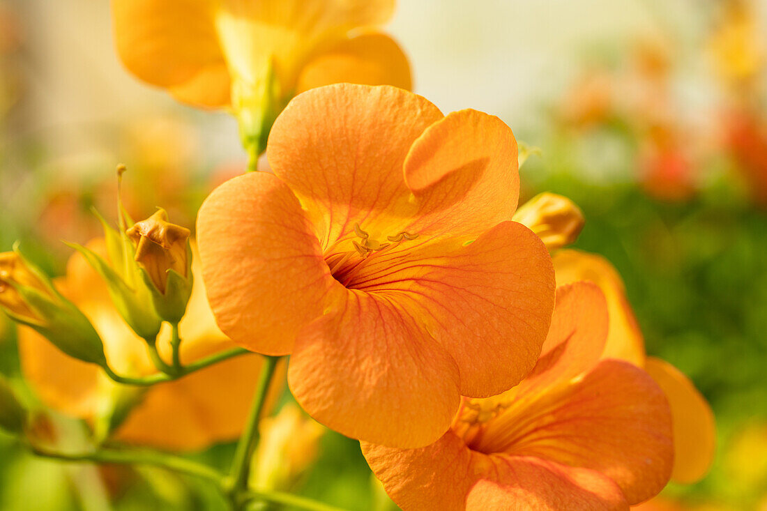 Campsis grandiflora