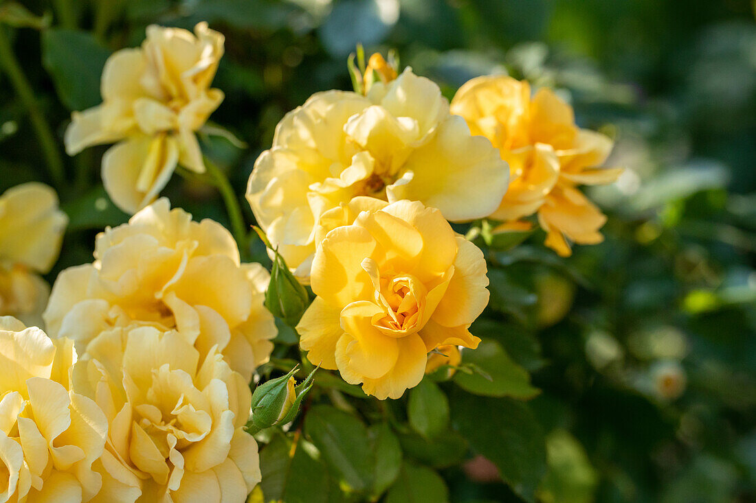 Shrub rose, yellow
