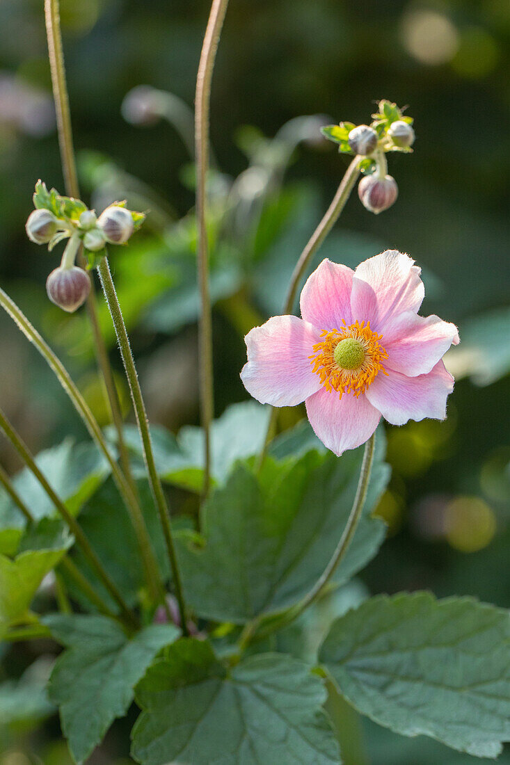 Anemone hupehensis, rosa