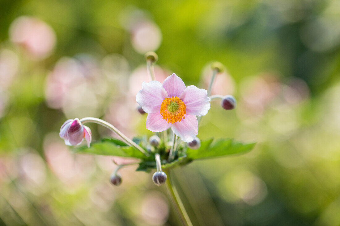Anemone hupehensis, pink