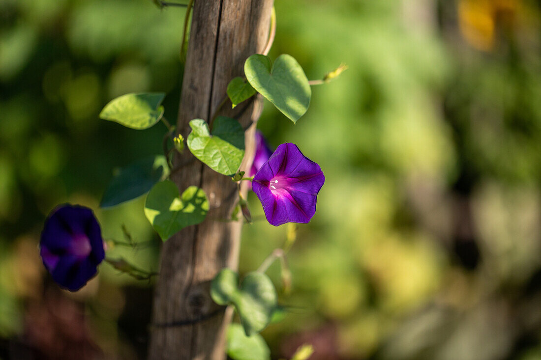 Ipomoea purpurea