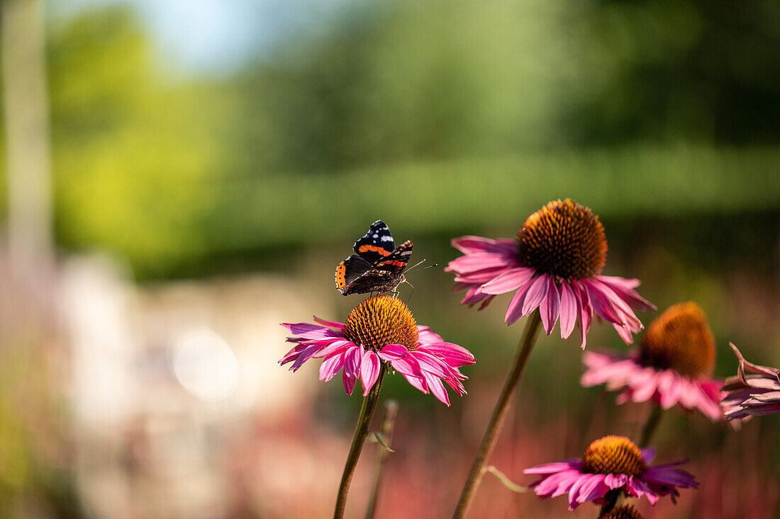 Butterfly on coneflower