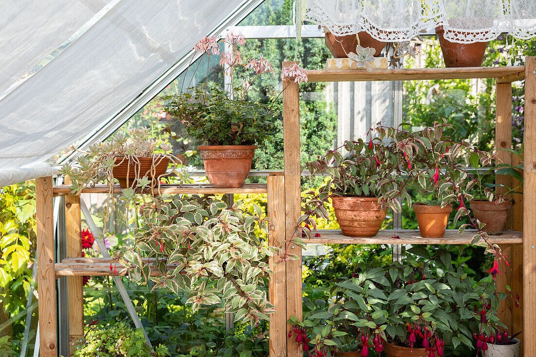 Plant shelf in the greenhouse