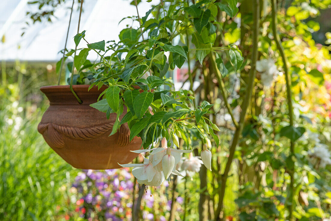 Fuchsia, white