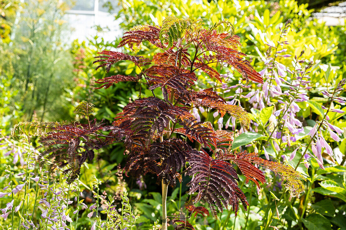 Albizia julibrissin 'Summer Chocolate'(s)