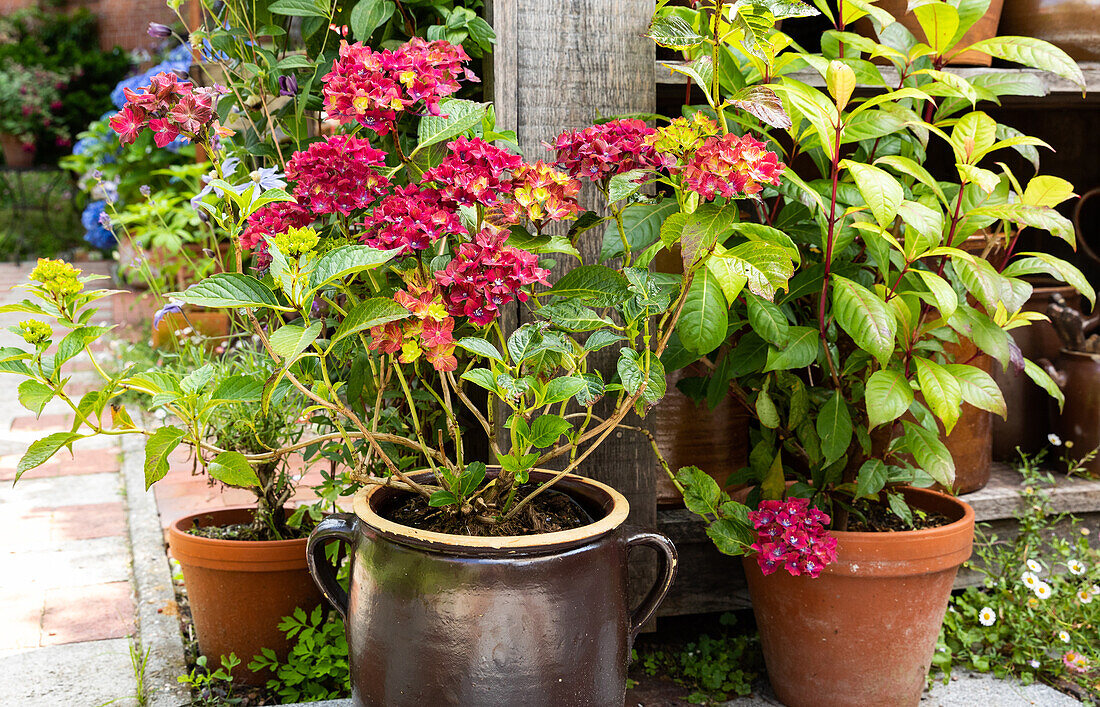 Hydrangea macrophylla, red