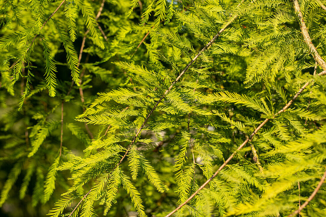 Taxodium distichum Rick.