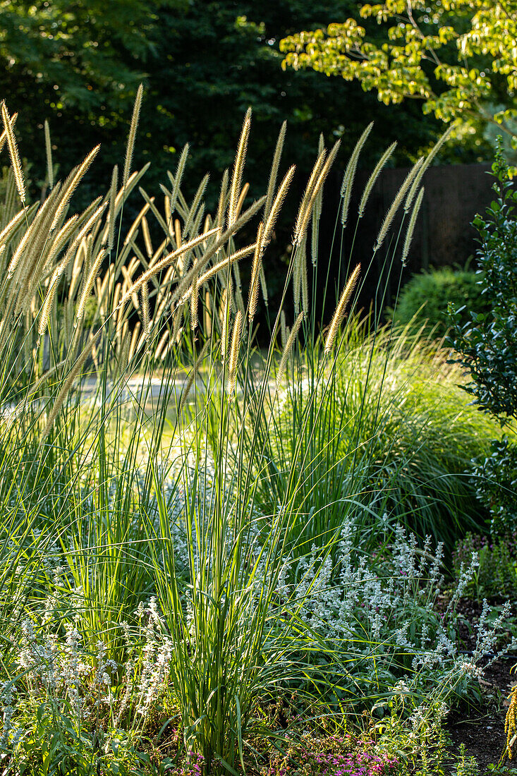 Pennisetum macrourum 'Tail Feather'