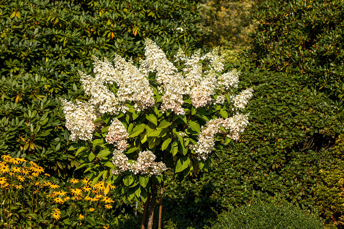 Hydrangea paniculata, Stamm