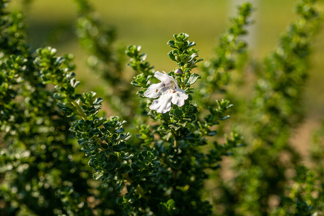 Prostanthera cuneata