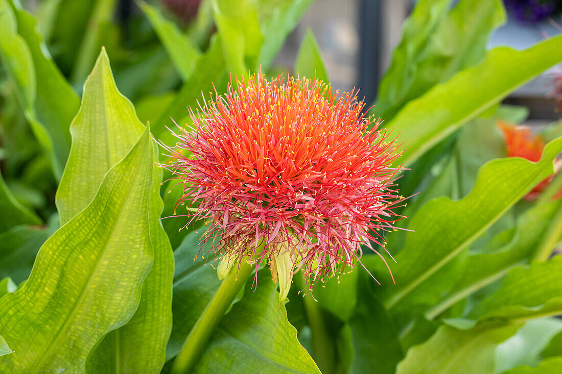 Scadoxus multiflorus subsp. katharinae 'King Albert'.