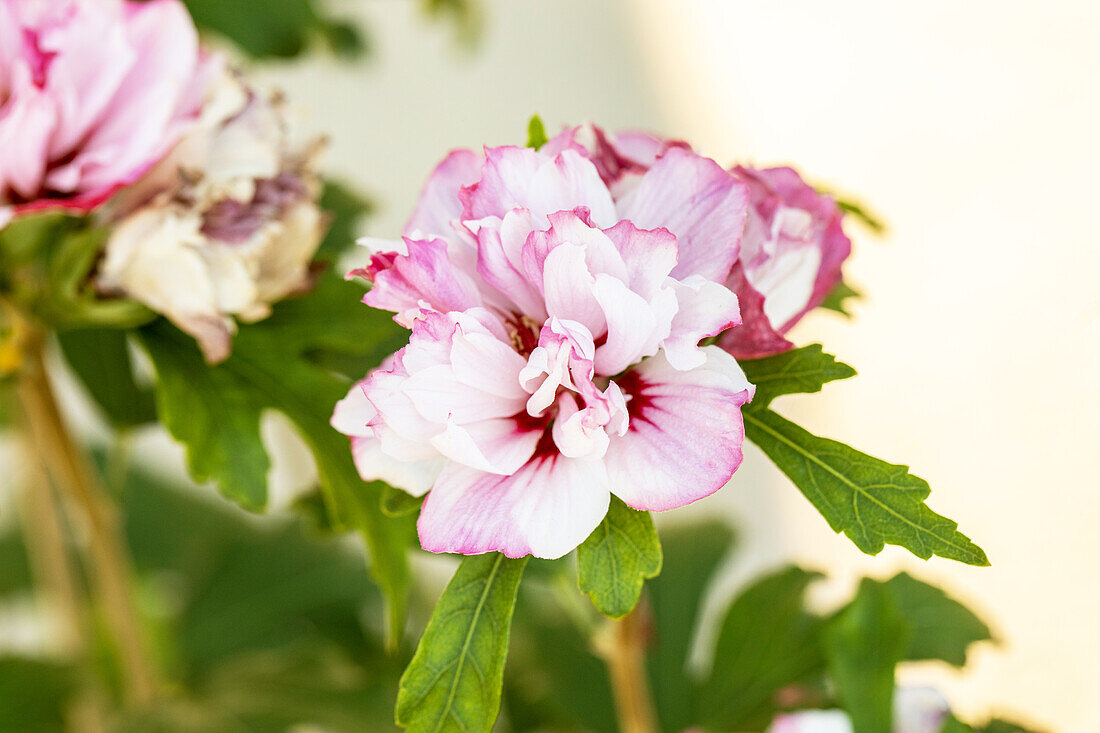 Hibiscus syriacus 'Miss Salvia'