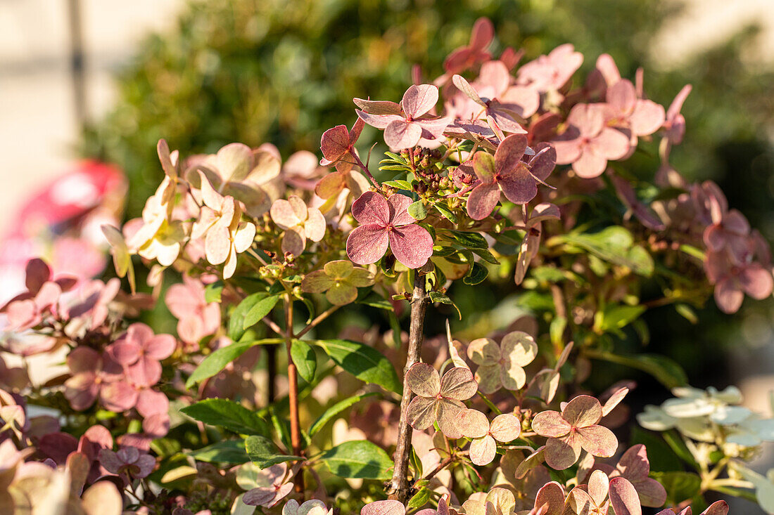 Hydrangea paniculata '(S)witch'®