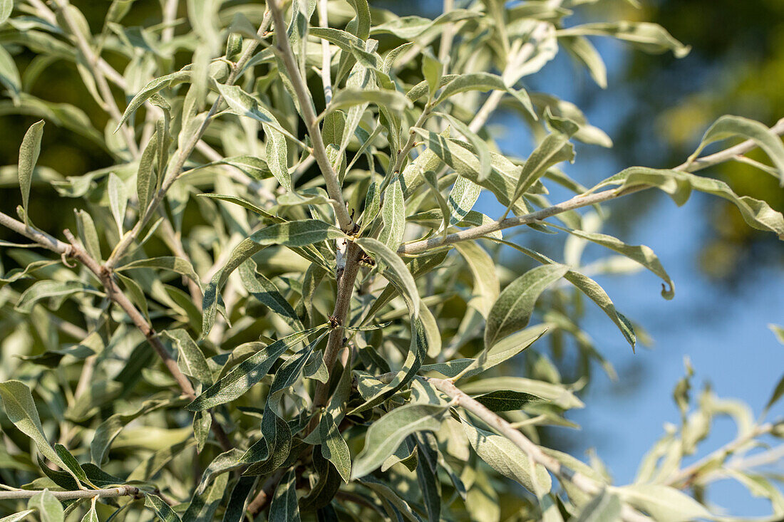 Pyrus salicifolia 'Pendula