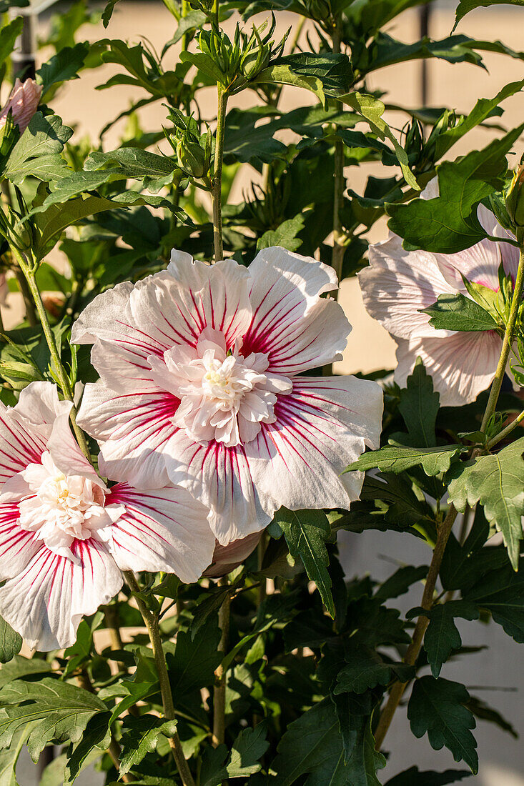 Hibiscus syriacus 'Best Friends'