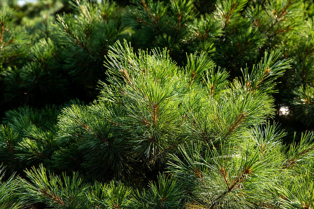 Pinus strobus 'Radiata'.