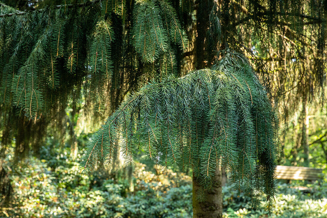 Picea breweriana