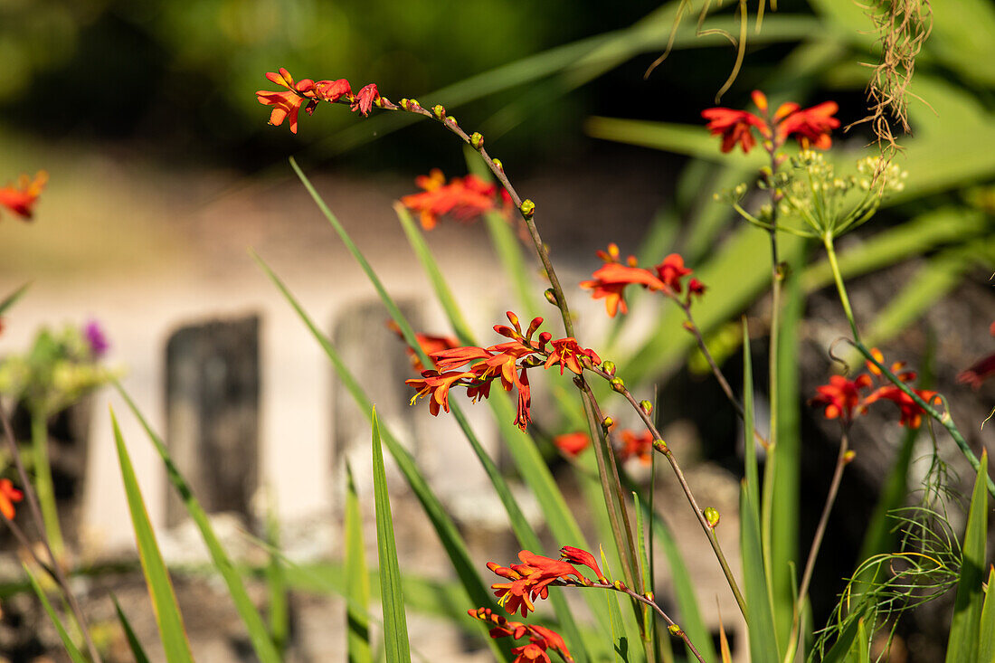 Crocosmia x crocosmiiflora