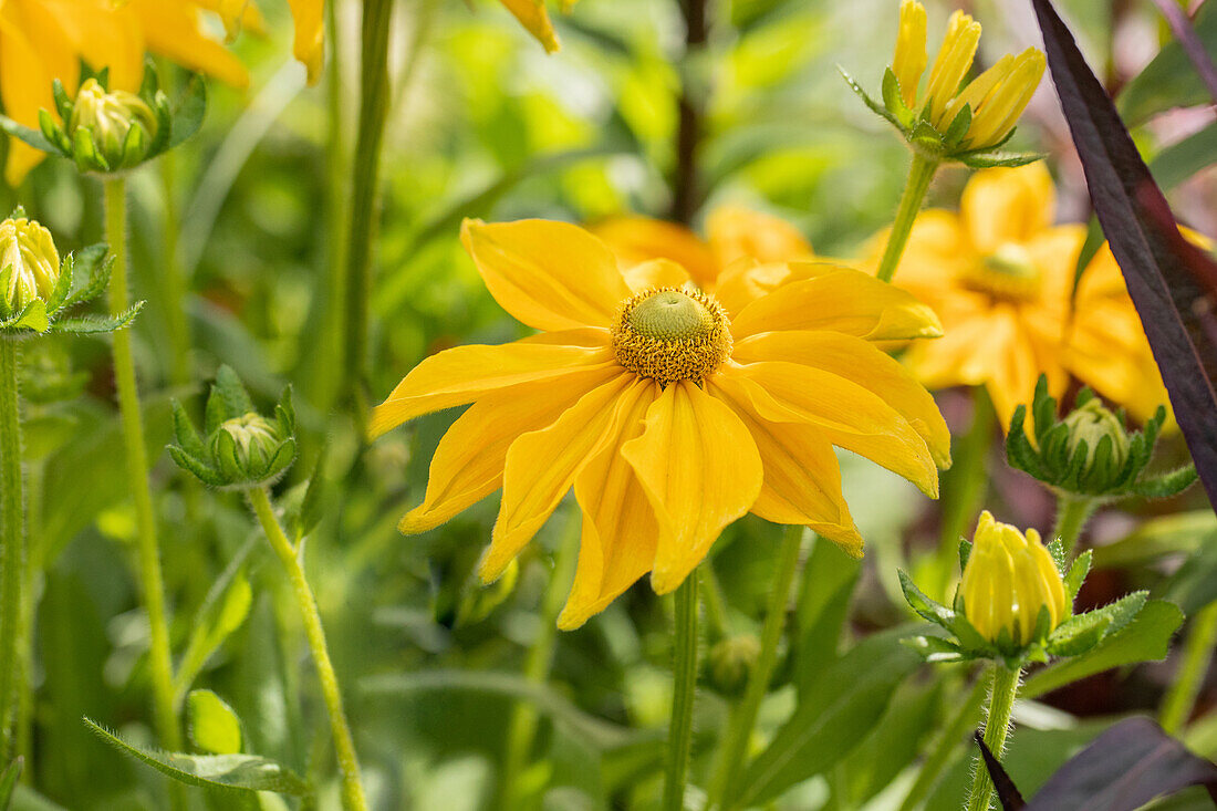 Rudbeckia hirta 'Prairie Sun'