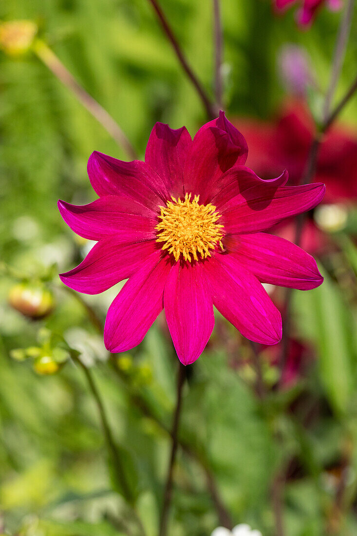 Dahlia Single flowering