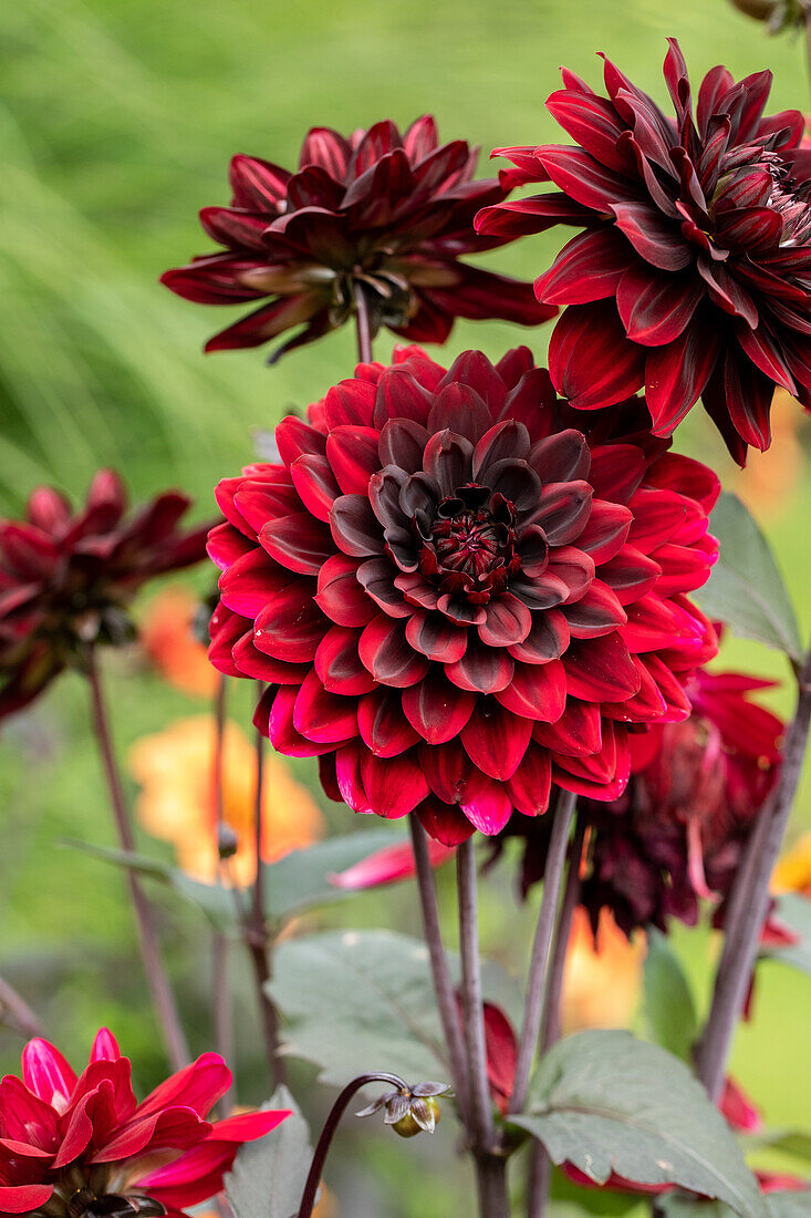 Dahlia 'Karma Choc'