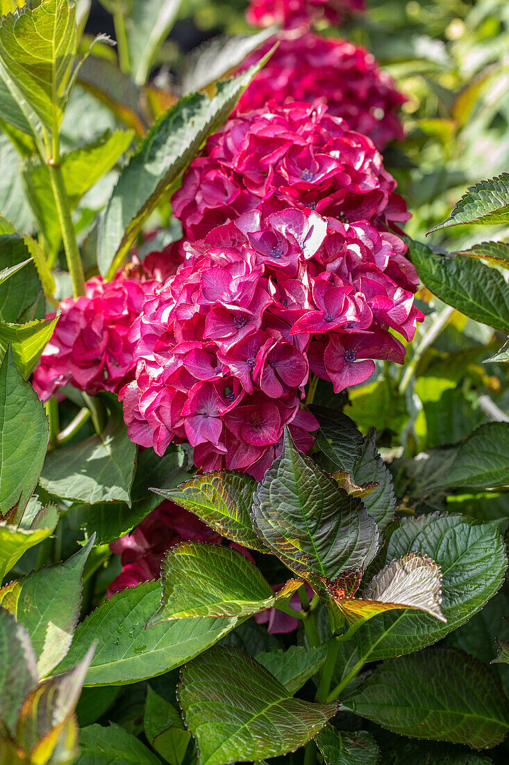 Hydrangea macrophylla, rosarot