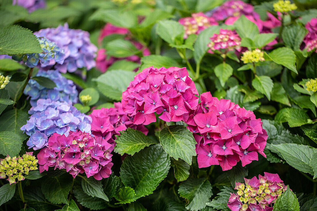Hydrangea macrophylla 'Forever & Ever'®, red