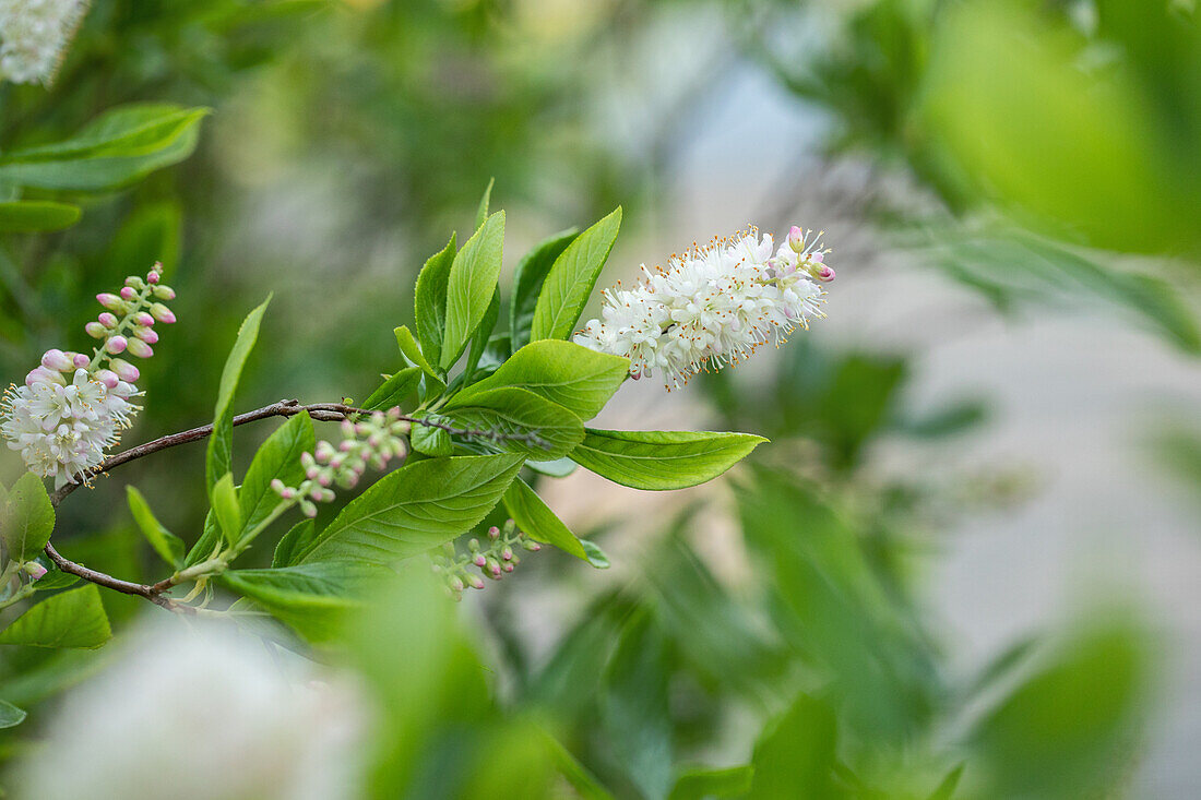 Clethra alnifolia