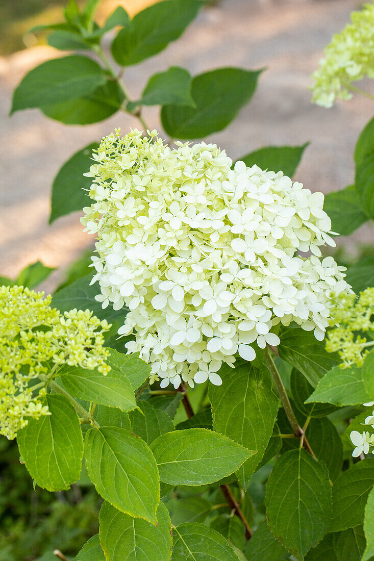 Hydrangea paniculata 'Limelight'(s)