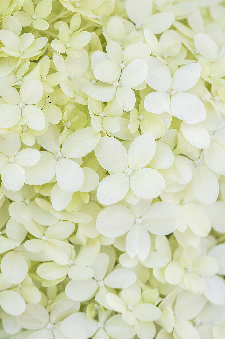 Hydrangea paniculata 'Limelight'(s)