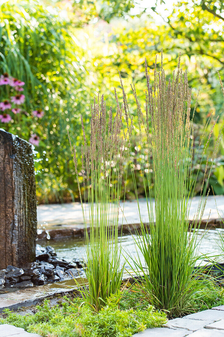 Molinia caerulea 'Moorhexe'