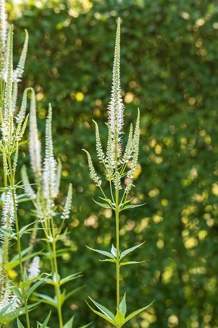 Veronica longifolia, weiß