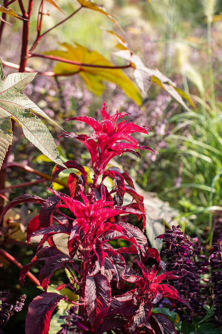 Amaranthus tricolor Early Splendor