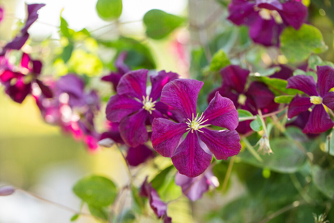 Clematis viticella 'Etoile Violette'