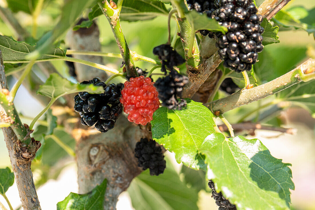 Morus rotundiloba BobBonBerry® 'MojoBerry'