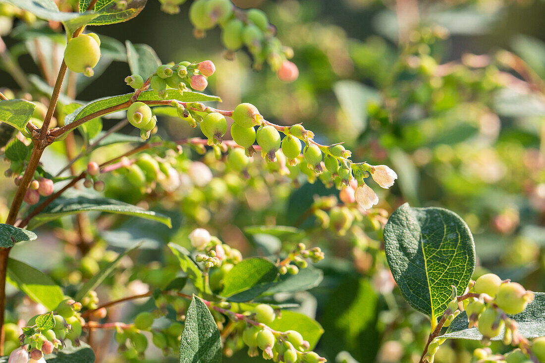 Symphoricarpos × doorenbosii 'Kolmgala' MAGICAL® GALAXY