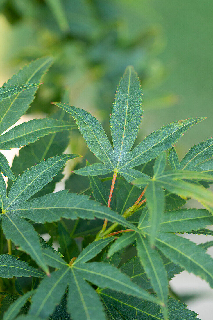 Acer palmatum Mikawa Yatsubusa