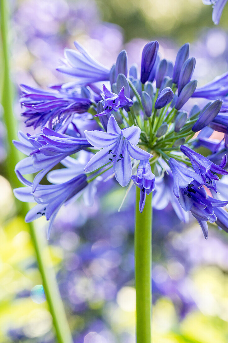 Agapanthus africanus 'September Hemlock