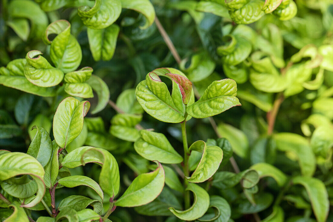 Leucothoe axillaris 'Curly Red'®