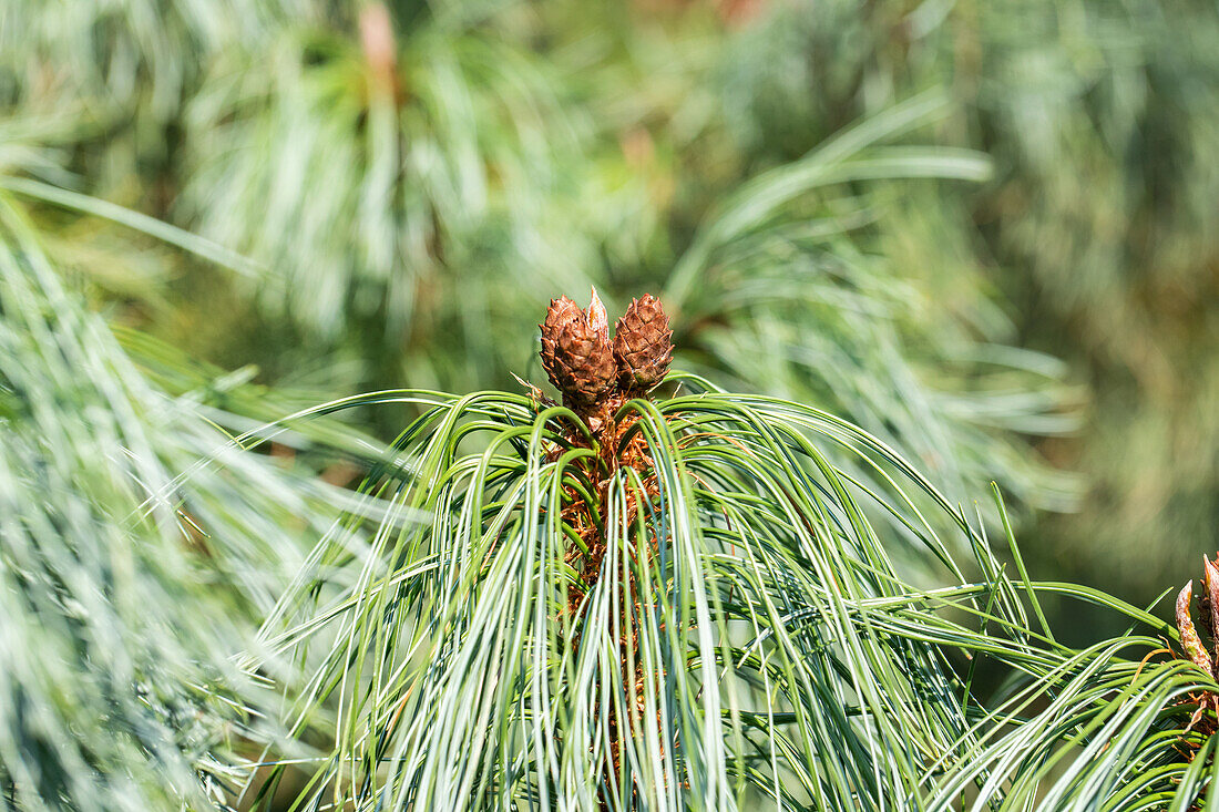 Pinus pumila 'Barmstedt'