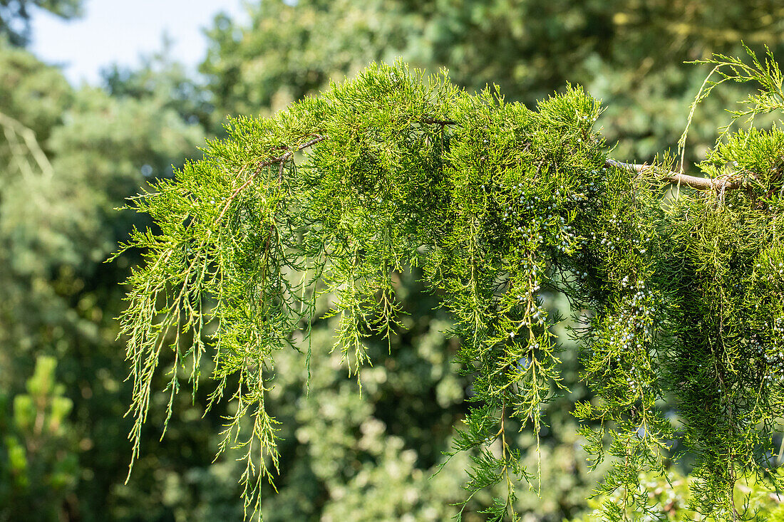 Juniperus virginiana 'Pendula'