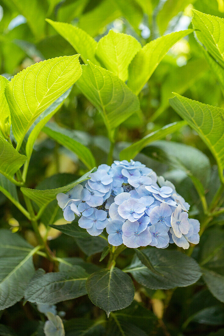 Hydrangea macrophylla 'Bläuling'