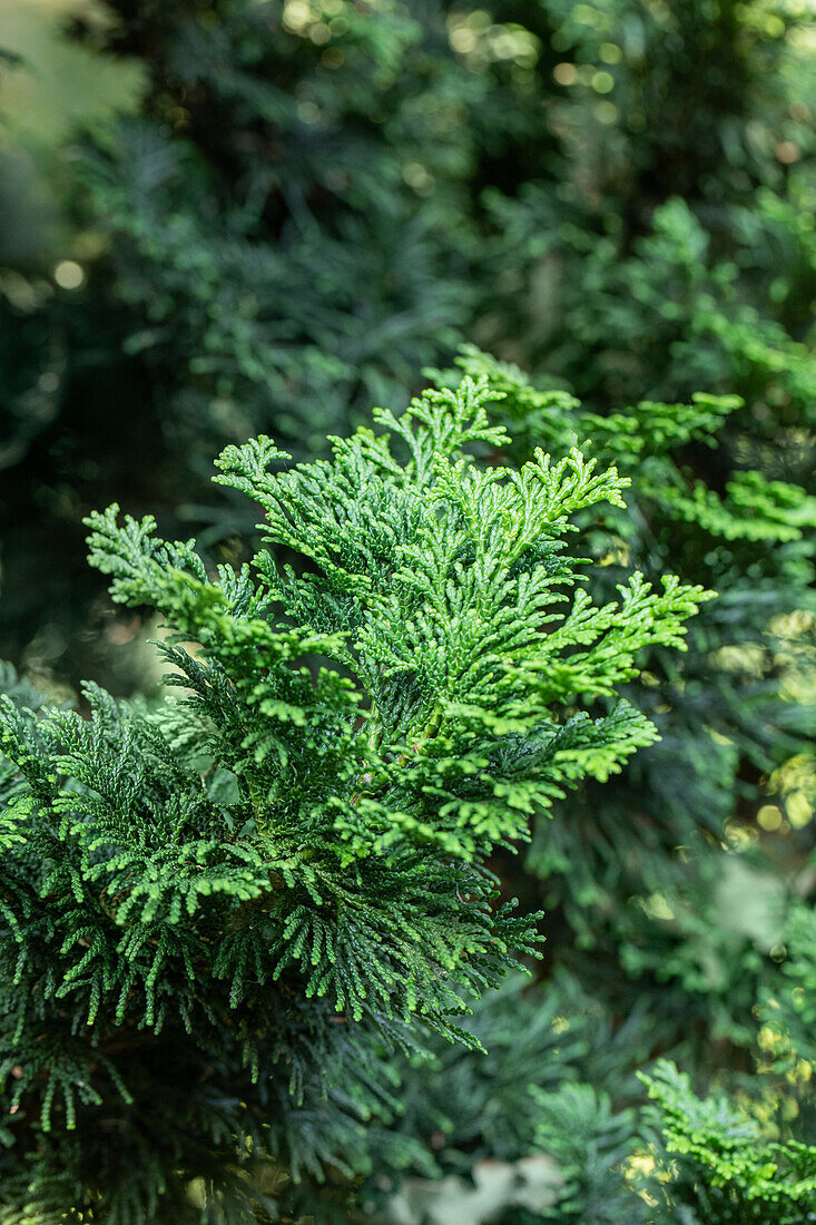 Chamaecyparis obtusa 'Tonia'