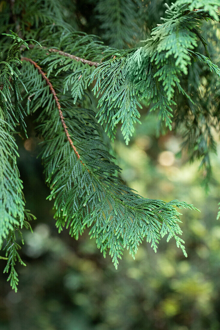 Chamaecyparis nootkatensis 'Aurea'.