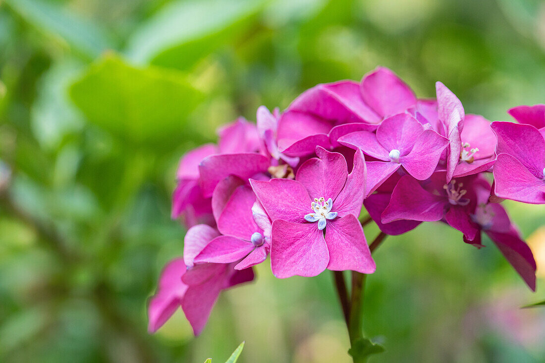 Hydrangea macrophylla 'Leuchtfeuer'